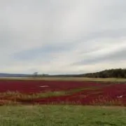 オリバーの画像