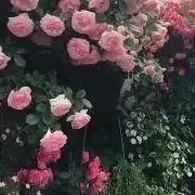 violetteの画像