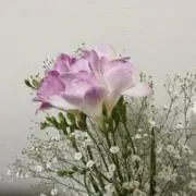 kaoの画像