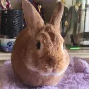 もこたろう24h以内発送！！