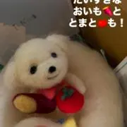 ⭐︎lealea⭐︎の画像