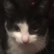 かの画像
