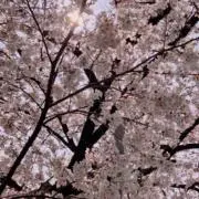 もふの画像