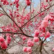 AOAO⭐︎週末セール中⭐︎の画像