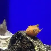 しゃけの画像