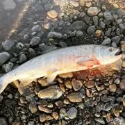 メガネの画像