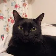 ROSAの画像