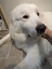 ウッキー