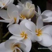 真偉★自己紹介文お読みください°・*:☆の画像