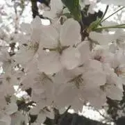 さくらの画像