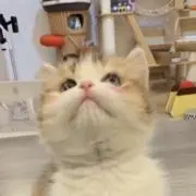 shitballbabyの画像