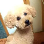 まどちゃん