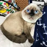 はやトラマン７
