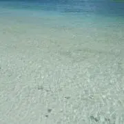 ポメしばの画像