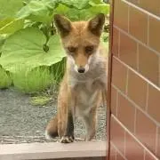蘭丸の画像