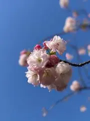 みるみるの画像