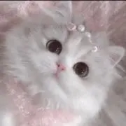 むぎの画像