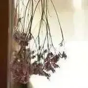 フラワーリユース♫の画像