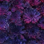 mmの画像