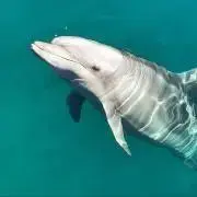 チーコの画像