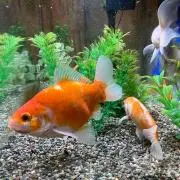 金魚の画像