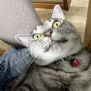 ぽむの画像