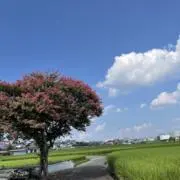 カエル