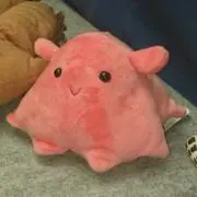 はらぺこあおむしの画像