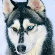 Snow＊hacro
