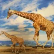 ユウピーの画像