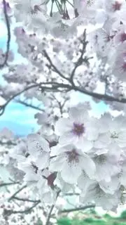 はるの画像