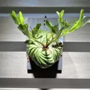 Plants Made(プランツメイド)の画像