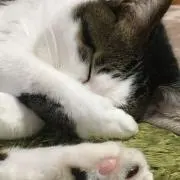 おふく