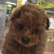 がんちゃん