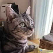 Kateの画像