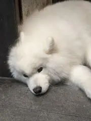 akの画像