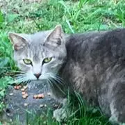 あいざわ