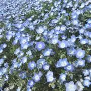 売切りSALE中ですの画像