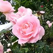 もしママ