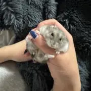 えぬえすの画像
