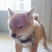 ポル吉