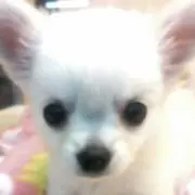りん