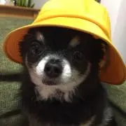 ヤマト
