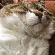 ネコの趣味の部屋の画像