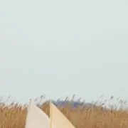 ふわりの画像