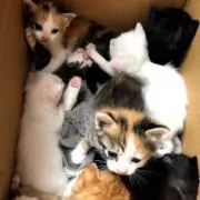 ご購入前コメントお願いしますの画像