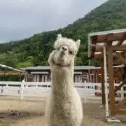 あの画像
