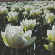 ことこ＊プロフ一読お願いしますの画像