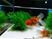 ふみまるの画像