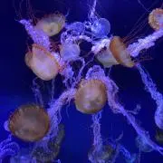 ぼるの画像
